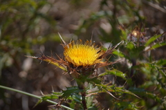 Carlina hispanica