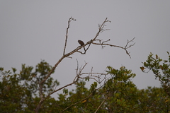 Streptopelia chinensis