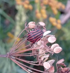 Graphosoma italicum
