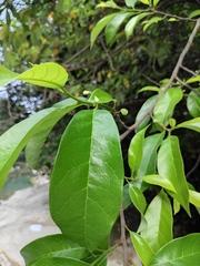 Artocarpus hypargyreus