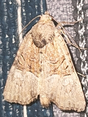 Mesoligia furuncula