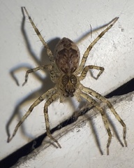 Dolomedes tenebrosus