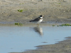 Charadrius semipalmatus