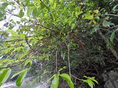 Artocarpus hypargyreus