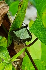 Cydalima perspectalis