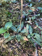 Goodyera oblongifolia