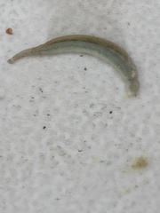 Piscicolaria reducta