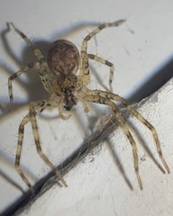 Dolomedes tenebrosus