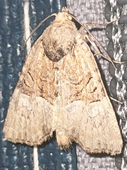 Mesoligia furuncula