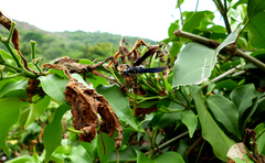 Synoeca septentrionalis