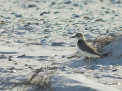 Charadrius wilsonia