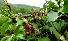Synoeca septentrionalis