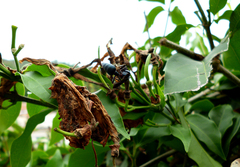 Synoeca septentrionalis