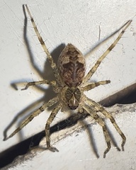 Dolomedes tenebrosus