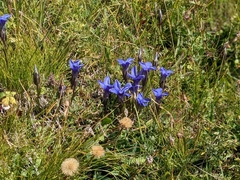 Gentianopsis ciliata