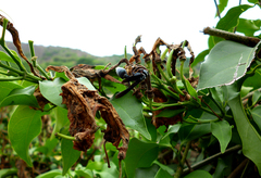 Synoeca septentrionalis