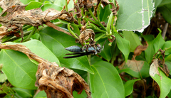 Synoeca septentrionalis