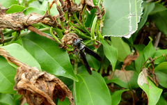 Synoeca septentrionalis