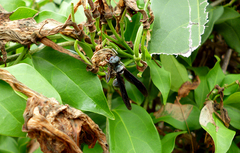 Synoeca septentrionalis