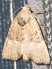 Mesoligia furuncula