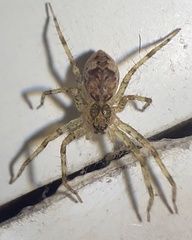 Dolomedes tenebrosus