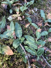 Goodyera oblongifolia