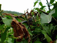Synoeca septentrionalis