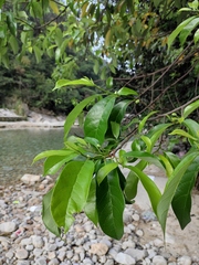 Artocarpus hypargyreus