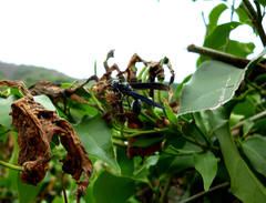 Synoeca septentrionalis