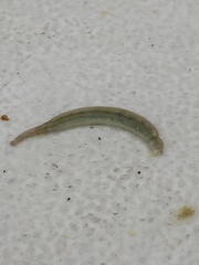 Piscicolaria reducta