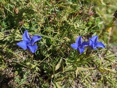 Gentianopsis ciliata