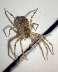 Dolomedes tenebrosus