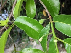 Artocarpus hypargyreus
