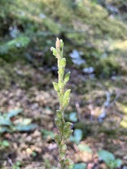 Goodyera oblongifolia