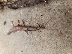 Anisomorpha buprestoides