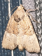 Mesoligia furuncula