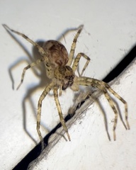 Dolomedes tenebrosus