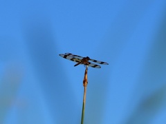 Celithemis eponina