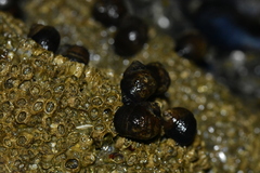 Melarhaphe neritoides