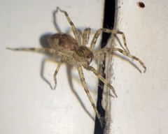 Dolomedes tenebrosus