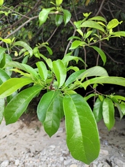 Artocarpus hypargyreus