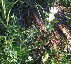 Trifolium lupinaster