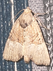 Mesoligia furuncula
