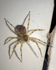 Dolomedes tenebrosus