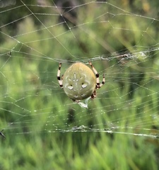 Araneus quadratus