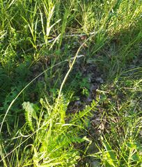 Filipendula vulgaris
