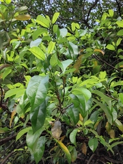 Artocarpus hypargyreus