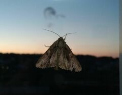 Apamea monoglypha