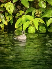 Tachybaptus dominicus