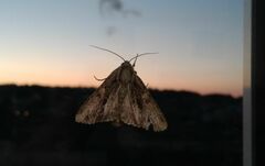 Apamea monoglypha